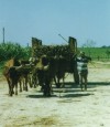 Careta cargada de cana, Republica Dominicana