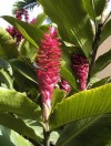 Flor del Dragon, Republica Dominicana