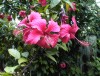 Flor de Ibiscus, Flora Dominicana