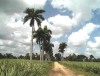Camino entre la cana, San Jose, Republica Dominicana