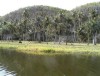Rio Soco, La Romana