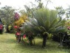 Palma Africana, Flora Dominicana