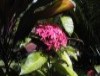Flor de Xomera, Flora Dominicana